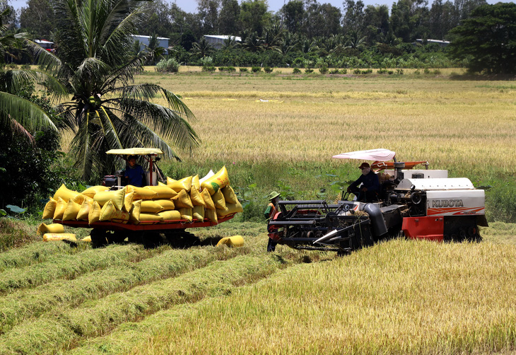 Đề án 1 triệu ha lúa chất lượng cao ở ĐBSCL: Tăng giá trị hạt gạo Việt - Ảnh 1.