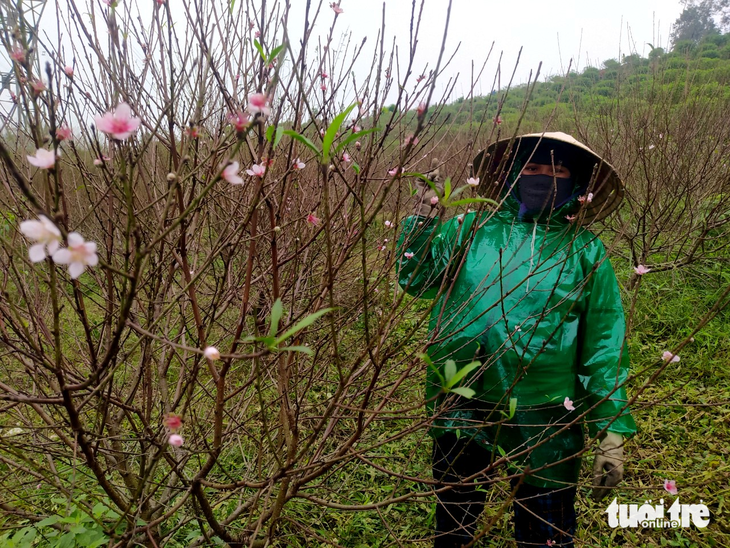 Thấp thỏm đợi Tết ở ‘thủ phủ’ đào phai Hà Tĩnh - Ảnh 3.