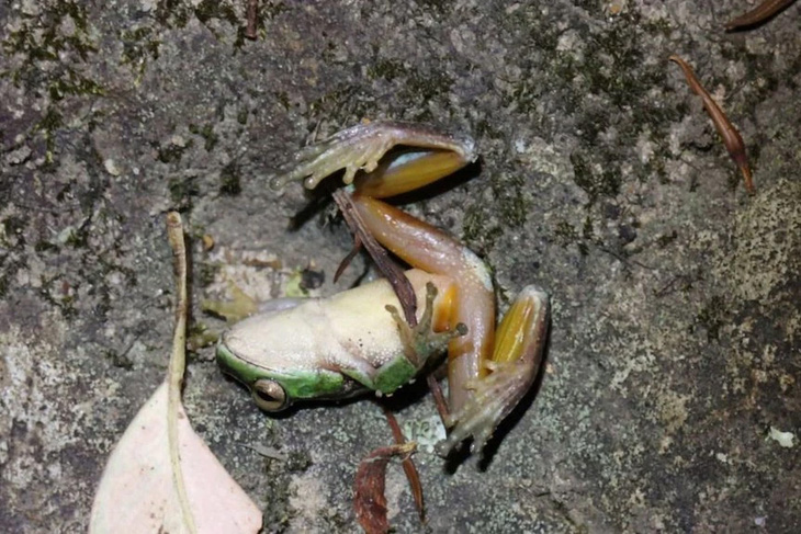 Ô nhiễm than ở Công viên Hoàng gia Australia đe dọa loài ếch suối xanh - Ảnh 1.