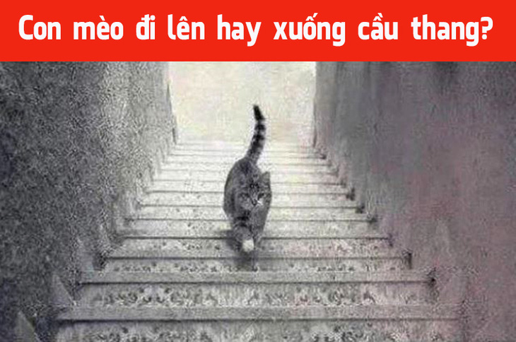 Thử tài phán đoán: Con mèo đang đi lên hay xuống cầu thang? - Ảnh 1.