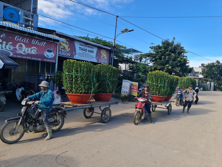 Thủ phủ hoa cúc miền Trung Tết này thắng lớn - Ảnh 3.