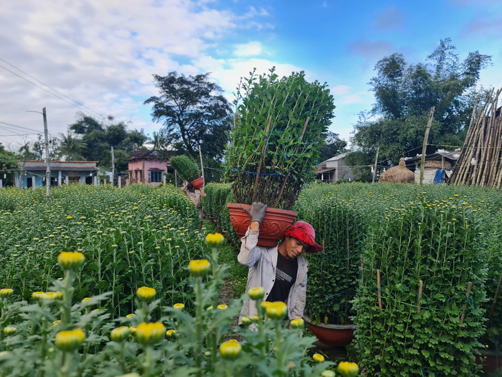 Thủ phủ hoa cúc miền Trung Tết này thắng lớn - Ảnh 2.