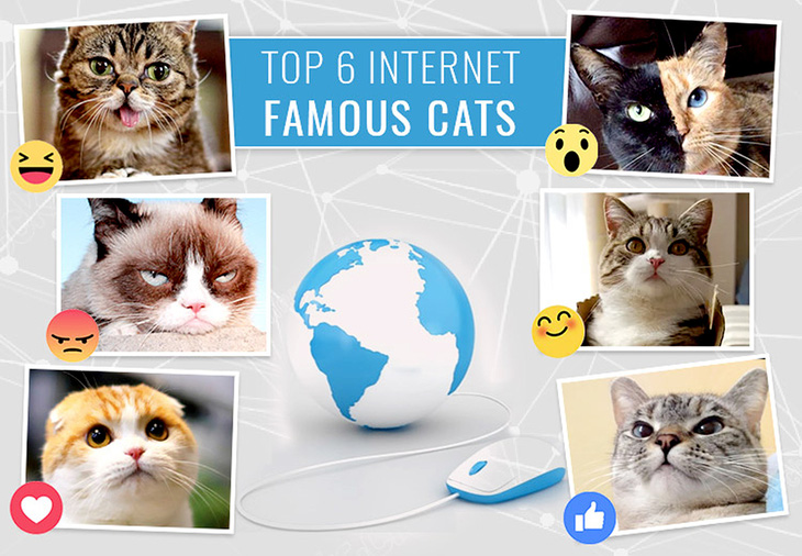 Vì sao cả Internet thích ngắm video mèo? - Ảnh 2.