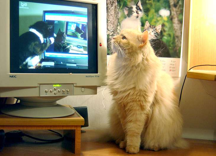Vì sao cả Internet thích ngắm video mèo? - Ảnh 8.