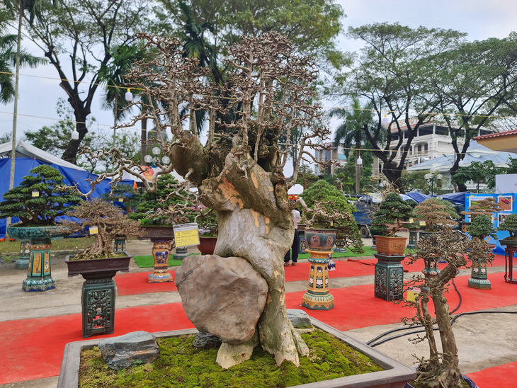 Ngắm những cây bonsai tuyệt đẹp ở chợ hoa xuân Quảng Ngãi - Ảnh 8.