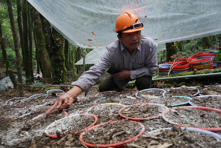 Khoanh nợ cho người trồng sâm Ngọc Linh bị sâu bệnh - Ảnh 1.