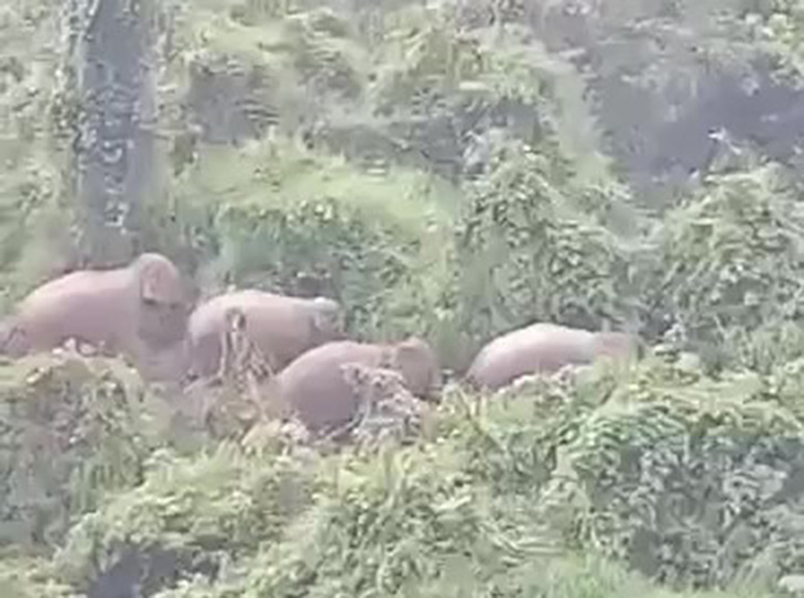 Đàn voi rừng 5 con vào sát khu dân cư - Ảnh 1.