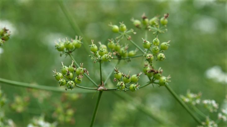 Cây mùi (ngò rí) già - Ảnh: DƯƠNG LIỄU