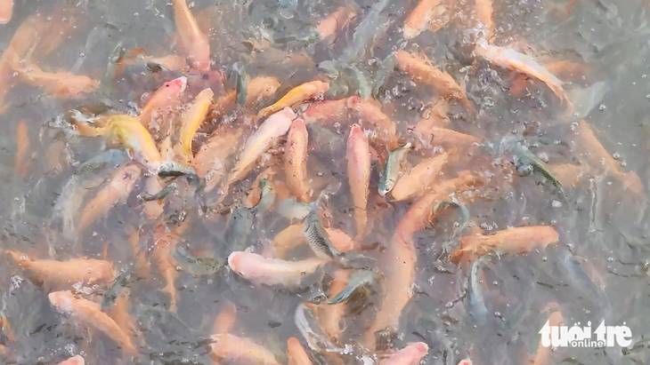 Đàn cá tự nhiên hàng ngàn con nương tựa trước nhà người dân ở An Giang - Ảnh 5.