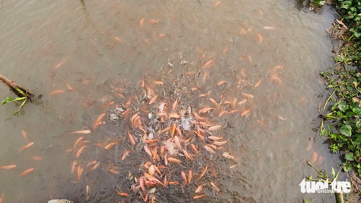 Đàn cá tự nhiên hàng ngàn con nương tựa trước nhà người dân ở An Giang - Ảnh 4.
