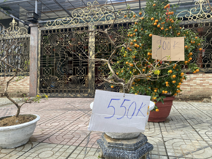 Hoa Tết ở Đà Nẵng đồng loạt đại hạ giá, sale sập sàn - Ảnh 2.
