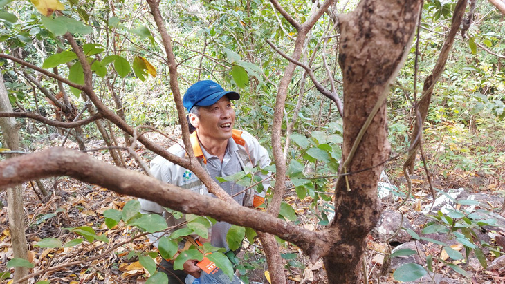 Săn mai rừng ở đảo Nam Du - Ảnh 1.