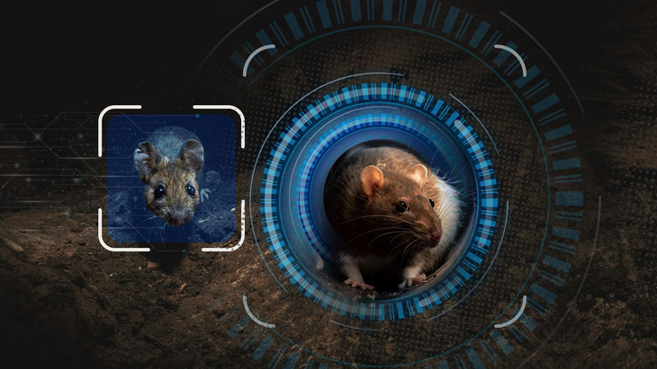 Dùng công nghệ nhận diện khuôn mặt để tiêu diệt chuột - Ảnh 1.