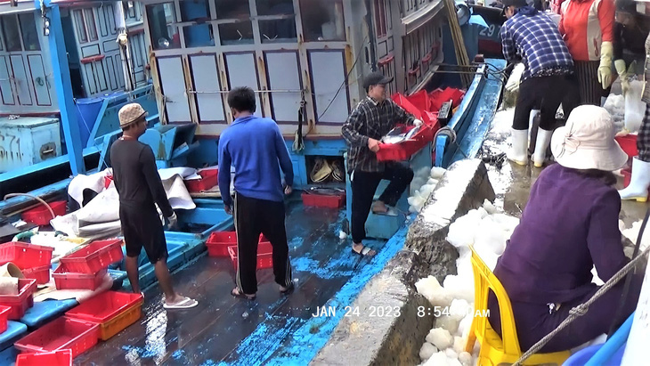 Ngư dân Khánh Hòa được mùa cá ngừ sọc dưa, cá thu… - Ảnh 1.