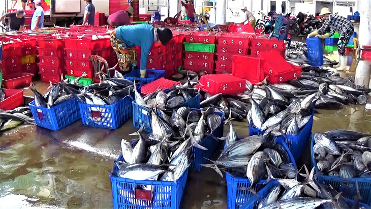 Ngư dân Khánh Hòa được mùa cá ngừ sọc dưa, cá thu… - Ảnh 2.