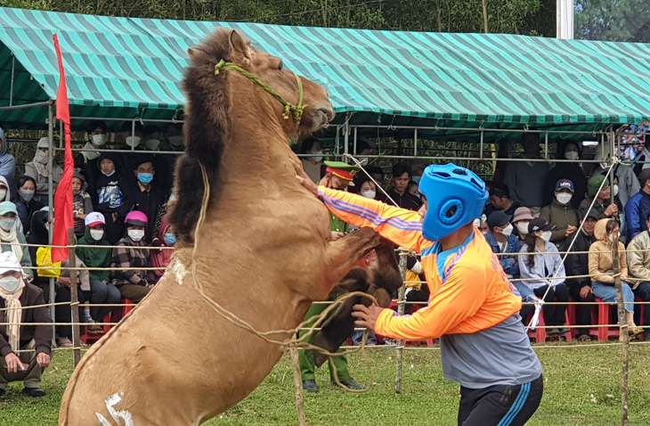 Cười bò với hội đua ngựa mỗi năm chỉ một lần tổ chức vào dịp Tết - Ảnh 3.