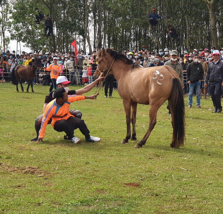 Cười bò với hội đua ngựa mỗi năm chỉ một lần tổ chức vào dịp Tết - Ảnh 2.