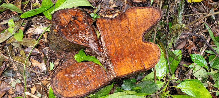 Hàng trăm cây gỗ rừng tự nhiên bị chặt hạ la liệt - Ảnh 7.