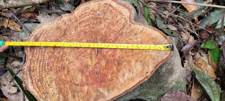 Hàng trăm cây gỗ rừng tự nhiên bị chặt hạ la liệt - Ảnh 5.