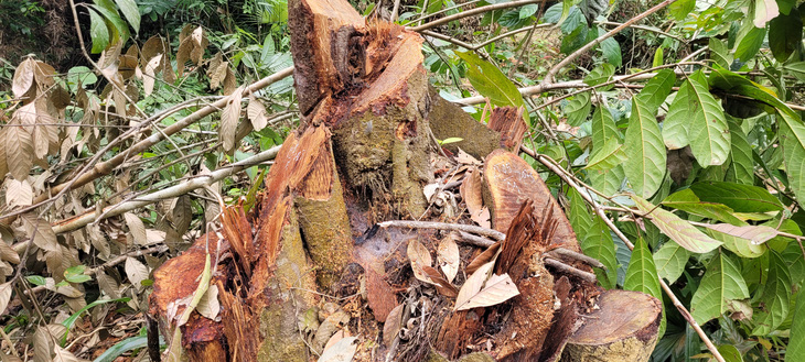 Hàng trăm cây gỗ rừng tự nhiên bị chặt hạ la liệt - Ảnh 3.