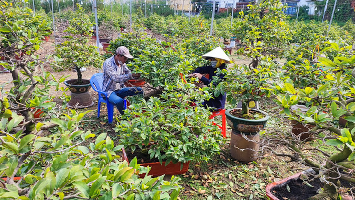 Nhà vườn hối hả xuống lá mai Tết, tính chuyện giảm giá bán - Ảnh 1.