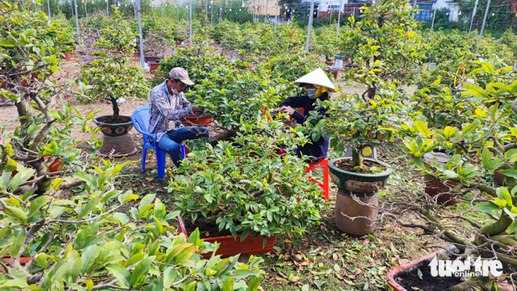 Nhà vườn hối hả xuống lá mai Tết, tính chuyện giảm giá bán - Ảnh 1.