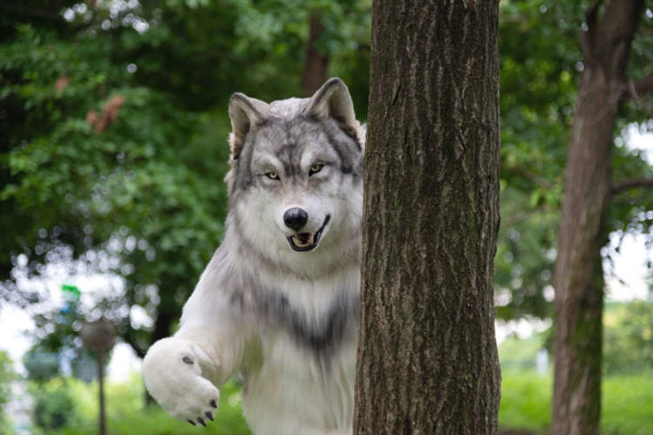 Chàng trai Nhật chi 23.000 USD mua bộ lông thú để trở thành sói - Ảnh 2.