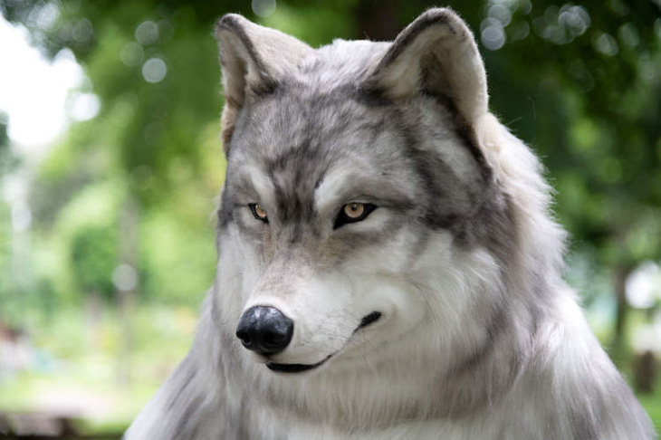 Chàng trai Nhật chi 23.000 USD mua bộ lông thú để trở thành sói - Ảnh 1.