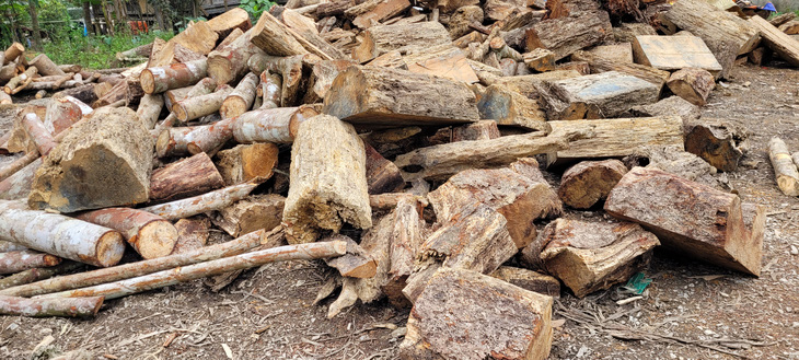 Hàng trăm cây gỗ rừng tự nhiên bị chặt hạ la liệt - Ảnh 1.
