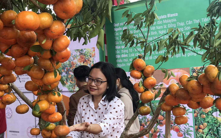 Lễ hội quýt hồng Lai Vung làm nông dân phấn chấn