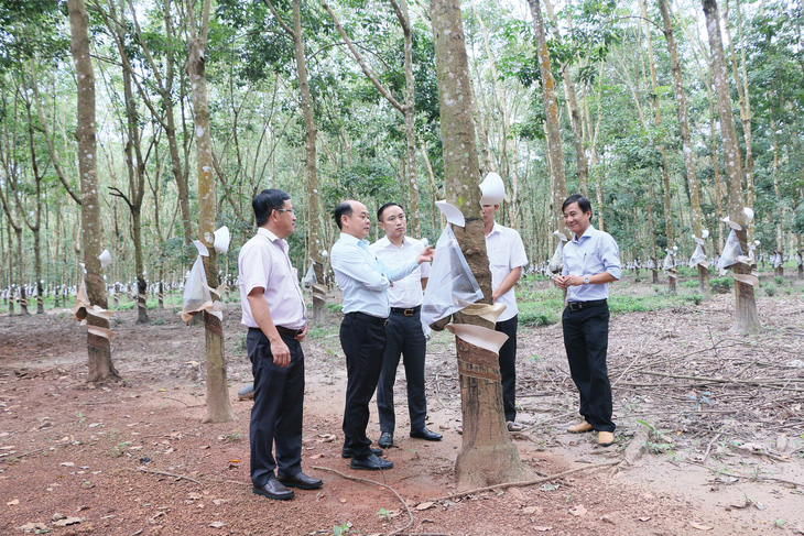 Tập đoàn Công nghiệp Cao su Việt Nam (VRG): Chủ động nhiều giải pháp để hoàn thành nhiệm vụ - Ảnh 3.