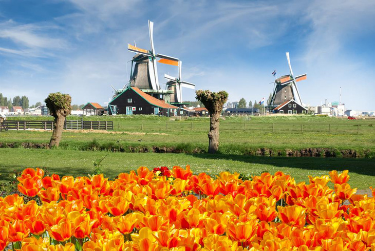 Cùng Vietravel đến Hà Lan khi mùa hoa Tulip đẹp nhất - Ảnh 1.