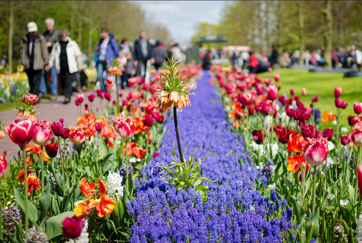 Cùng Vietravel đến Hà Lan khi mùa hoa Tulip đẹp nhất - Ảnh 2.