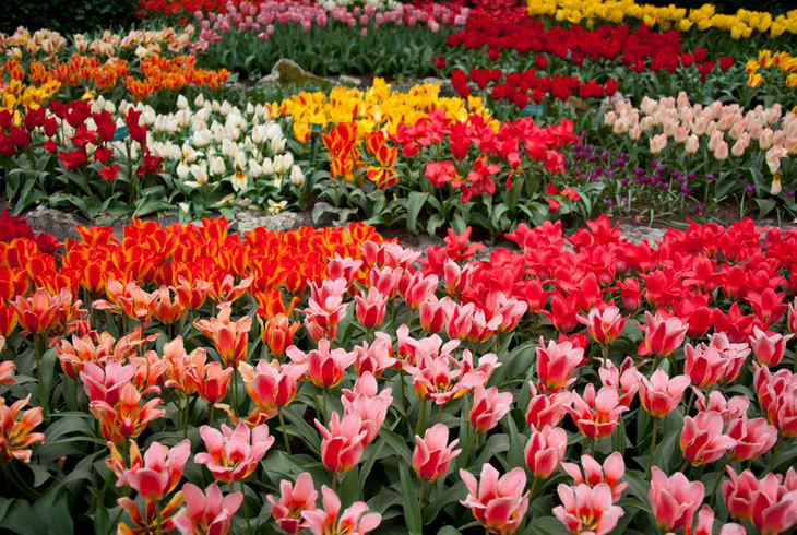 Cùng Vietravel đến Hà Lan khi mùa hoa Tulip đẹp nhất - Ảnh 3.