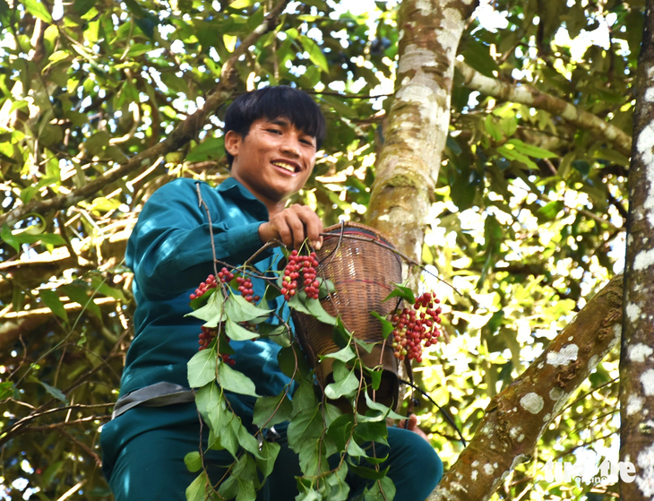 Phải leo lên những cây cao trong rừng để hái ngũ vị tử - Ảnh: NGUYÊN PHÚC