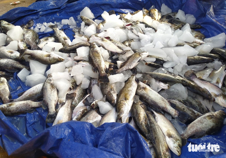Cá nuôi bị chết được người dân vớt đưa lên bờ - Ảnh: LÊ MINH