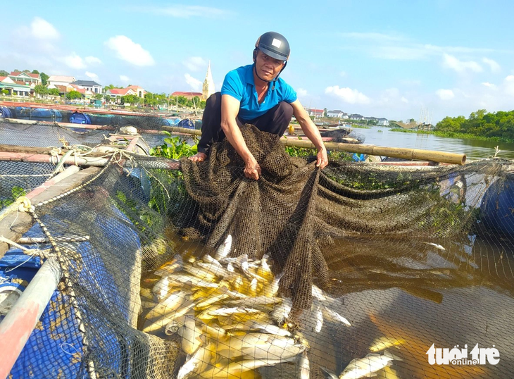 Người dân thôn Sông Hải, xã Thạch Sơn cho biết cá chết lên đến hàng chục tấn - Ảnh: LÊ MINH