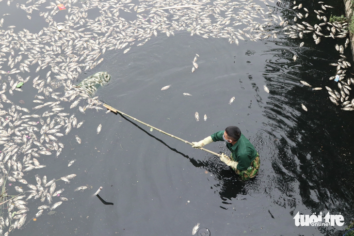 Công nhân môi trường dùng vợt gom cá chết - Ảnh: DOÃN HÒA