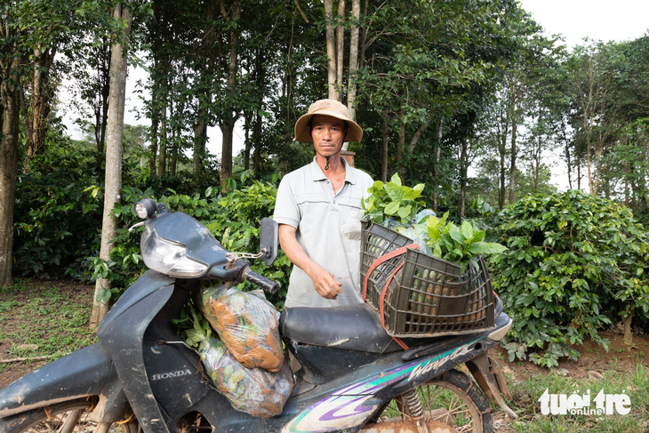 Nông dân huyện Hướng Hóa phản ánh nhiều cây giống cà phê không đảm bảo chất lượng - Ảnh: HOÀNG TÁO