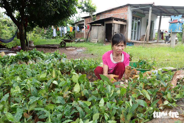 Bà Nguyễn Thị Hòa - ở thôn Trùm, xã Ba Tầng, huyện Hướng Hóa - sắp lại các cây cà phê để dưỡng cây trước khi đưa ra vườn - Ảnh: HOÀNG TÁO