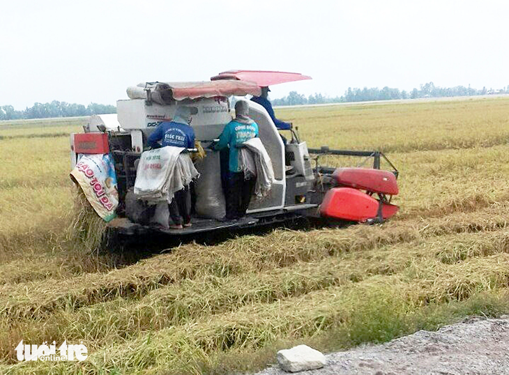 Nông dân thu hoạch lúa ở huyện Tri Tôn, tỉnh An Giang - Ảnh: BỬU ĐẤU