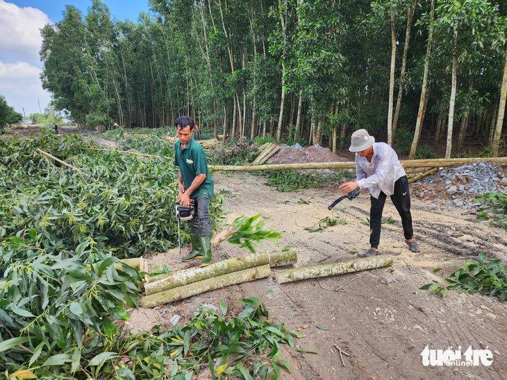 Cưa cây lấy mặt bằng làm cao tốc Biên Hòa - Vũng Tàu tại xã Long An, huyện Long Thành sáng 11-10 - Ảnh: H.MI