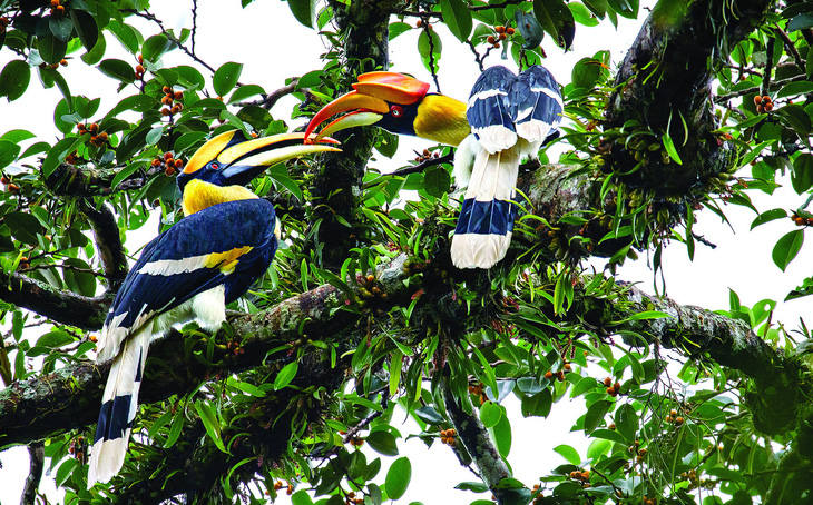 Hồng hoàng (Great Hornbill). Chất lượng và quy mô rừng ở Việt Nam liên tục suy giảm trong những năm qua khiến loài chim này gặp nhiều khó khăn khi tìm nơi làm tổ do chúng thường làm tổ ở các hốc cây to.  Tác giả: Kiều Đình Tháp