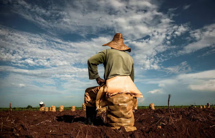 Một nông dân đang ngồi trên bao tải khoai lang vừa dỡ xong trên một cánh đồng ở vùng Alquizar thuộc tỉnh Artemisa của Cuba. (AFP)