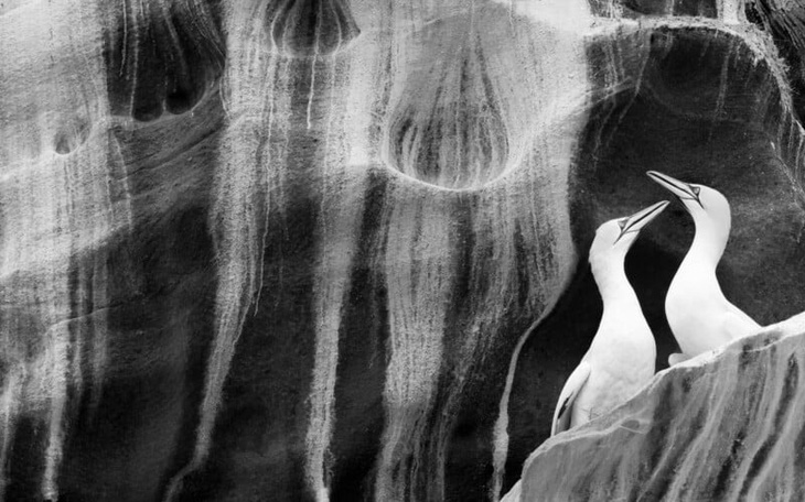 Bức ảnh "Nghệ thuật tán tỉnh" của nhiếp ảnh gia người Anh Rachel Bigsby, đoạt giải ở Hạng mục Nghệ thuật tự nhiên - Ảnh: PETAPIXEL