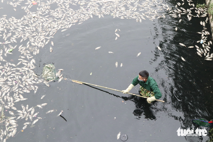 Công nhân vớt cá chết nổi trong hào thành cổ Vinh - Ảnh: DOÃN HÒA