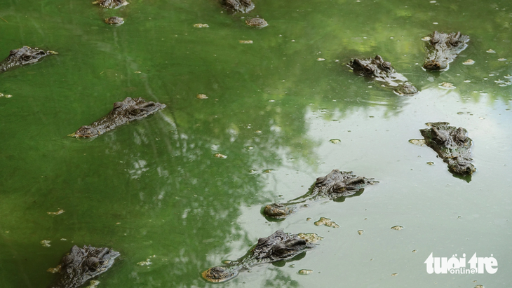 Sau khi bắt xong 6 con cá sấu sổng chuồng ra ngoài hồ nước công viên, các đơn vị liên quan và địa phương sẽ tính đến phương án xử lý, di dời đàn cá sấu đến nơi an toàn - Ảnh: CHÍ CÔNG
