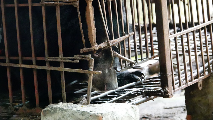 Gấu đã được nuôi nhốt tại gia đình ở Hải Dương 20 năm nay - Ảnh: Tổ chức Động vật châu Á