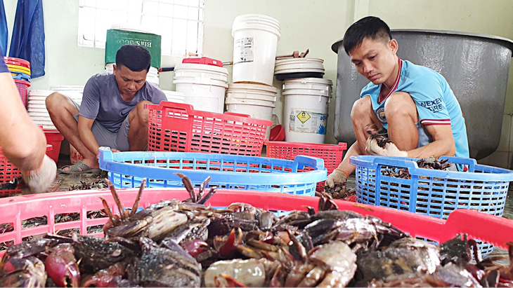 Anh Châu Sang (bìa phải) cùng nhân công phân loại ba khía trước khi đem đi muối - Ảnh: THANH HUYỀN