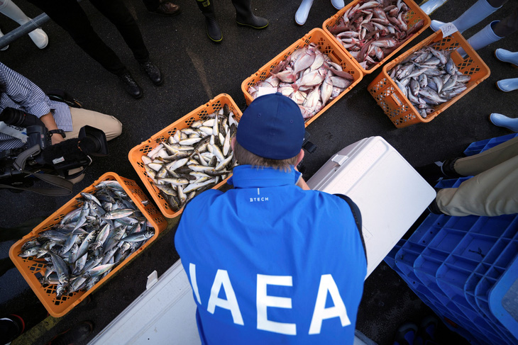 Một thành viên trong nhóm chuyên gia của Cơ quan Năng lượng nguyên tử quốc tế (IAEA) quan sát cá được đưa vào cảng Hisanohama ở Iwaki, tỉnh Fukushima, Nhật Bản ngày 19-10 - Ảnh: REUTERS